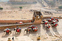 Elephants Coming Up Ramp