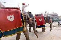 Two Elephants Walking In Fort