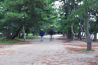 David And Mark Walking