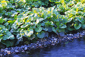 Wasabi Growing In Field