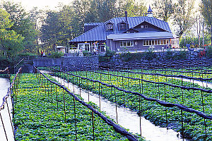 Wasabi In Uncovered Field