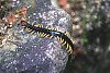 Chinese Red-headed Centipede