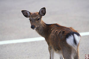 Young Deer