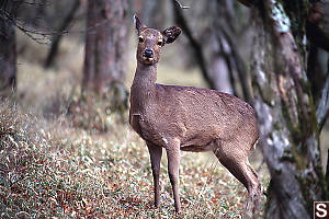 Deer In Forest