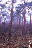 Trees In Fog