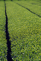 Field Of Tea Leaves