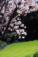 Sakura Over Tea Field