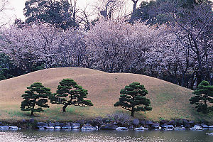 Cherry Blossoms Behind Hill