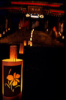 Daffodil Lantern Leading To Gate