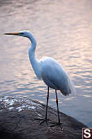 Intermediate Egretta