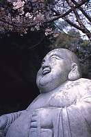 Buddha Under Sakura