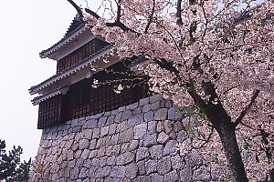 Cherry Blossums With Castle