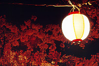 Single Lantern With Blossums Behind