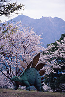 Stegosaurus Sakura And Sakurajima