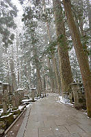 Path Curving Through Trees