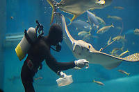 Feeding Ray