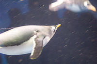 Gentoo Penguin Swimming By