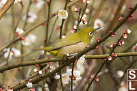 Japanese White Eyes With Early Blossoms