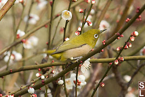 Japanese White Eyes With Early Blossoms