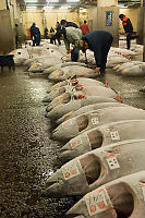 Frozen Fish Lined Up