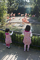 Kids Watching Flamingos
