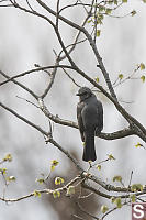 Brown Eared Bulbul