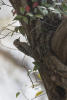 Japanese Pygmy Woodpecker