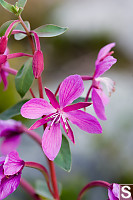 Broad-Leaved Willowherb