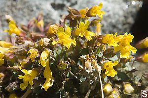 Monkey Flowers