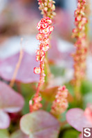 Mountain Sorrel Flowers