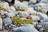 spotted saxifrage