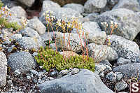 Whole Spotted Saxifrage
