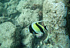 Moorish idol