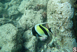 Fish Tank Fish