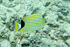 bluestriped butterflyfish