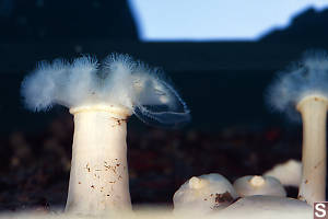 Anemones And Jelly Fish