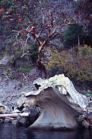 Curved Rock And Arbutus