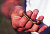 northwestern garter snake