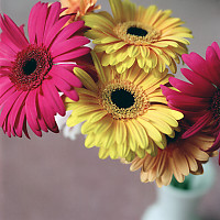 Gerbera in Vase