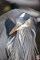 Great Blue Heron Face