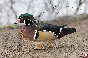 Male Wood Duck