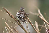 Fox Sparrow