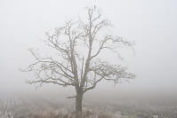 Lone Oak Tree With ACrow