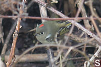 Ruby Crowned Kinglet