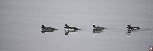 Two Pairs Of Barrows Goldeneye