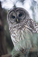 Barred Owl With Talons