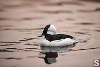 Male Bufflehead In Sunset Light