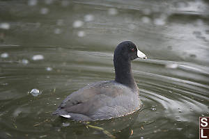 American Coot With Waves