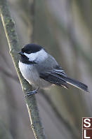 Chickadee Looking For Handouts