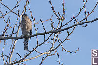 Coopers Hawk